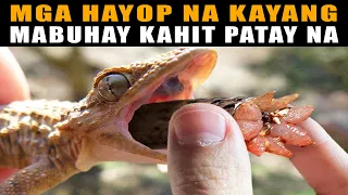 HAYOP na kayang MABUHAY Pagkatapos MAMATAY Kahit Walang ULO | Animals That Can Live After Death