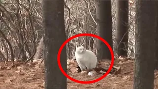 An abandoned cat was waiting for its owner in the forest, getting fat without food, but then everyt