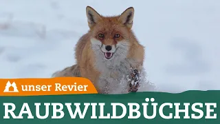 Fuchsjagd: Vom Kaliber bis zum Schaft – Darauf kommt es bei Raubwildbüchsen an  | unsere Jagd