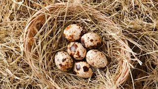 le pongo Huevos de codorniz a una paloma hechada