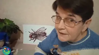 "Як зимують комахи"(природний світ).