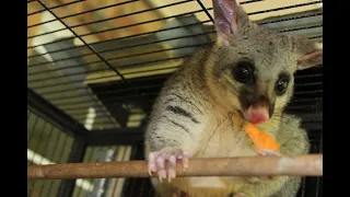 Опоссум Добби привыкает к новой жизни. Fresh start of wild life for my possum Dobby