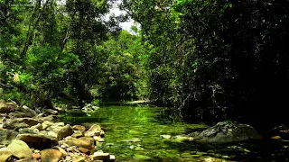 Relax with nature. birds chirping. the sound of the forest. The stream flows under the trees. ASMR