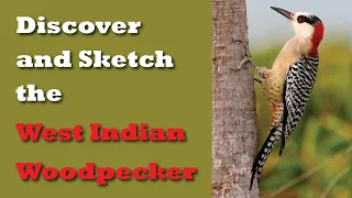 All About the West Indian Woodpecker and How to Sketch it