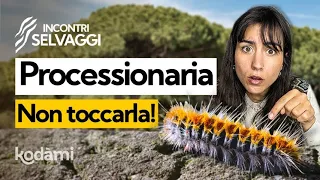 Cosa succede se tocchi la processionaria? Perché questo bruco peloso è così pericoloso