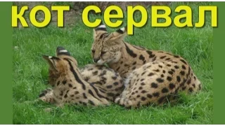 Кот сервал - африканская кошка сервал или кустарниковая кошка