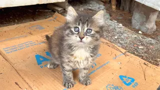 Homeless and lonely little kitten is waiting for me every day
