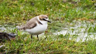 Svartbent strandpipare / Kentish Plover | Hornborgasjön | 4k