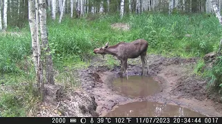 Водопой