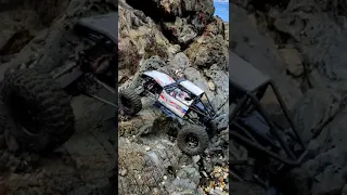 Axial Capra on Ocean Rocks #shorts