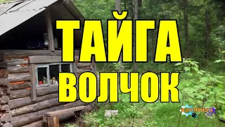 СЛУЧАЙ В ТАЙГЕ |  ВОЛЧОК