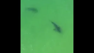 Caught on camera: Sharks tussle off coast of Chatham