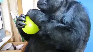Koko plays with a yellow balloon