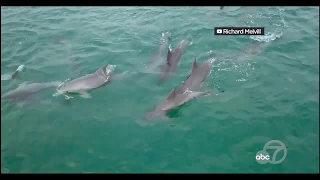 Drone video shows dolphin pod surfing the waves