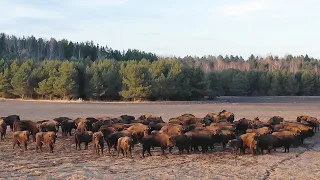 Дикая природа и звери Беловежской пущи | Все как у людей