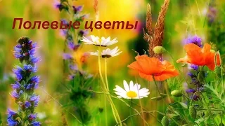 Полевые цветы. Людмила Сенчина