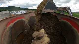 Feeding cows