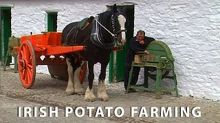 Vintage Potato Farming in Ireland - Farming with Horses & Vintage Tractors - Irish Documentary