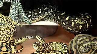 The Coolest Carpet Pythons You Will Ever See! [Andy Simmons Facility Tour Part 1]