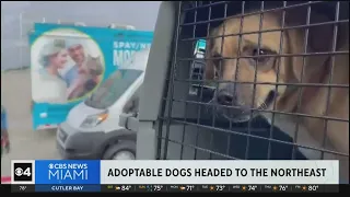 Miami-Dade shelter dogs fly off to forever homes