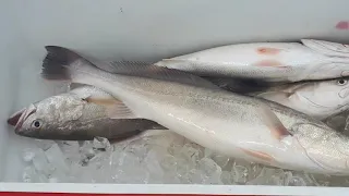 Fishing on Indian Arrival Day, in the shallows of The Gulf of Paria