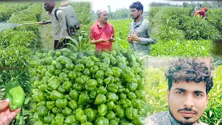 Shimla mirch ki kheti | Shimla mirch ki kheti kb aur kaise kare | शिमला मिर्च की पूरी जानकारी