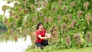 Harvest NHOI FRUIT on the river Go to market sell,Cooking,Take care of animals | Luyến - Harvesting