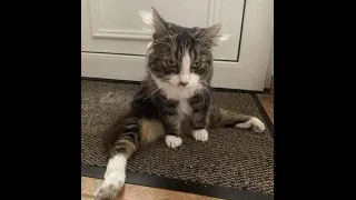 😺 I’ll rest and misbehave again! 🐈 Funny video with cats and kittens! 😸