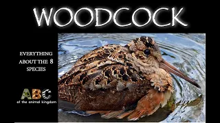 Woodcock - Everything about Scolopax Genus