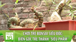 Trào lưu chơi tre bonsai siêu độc: Biến gốc tre bỏ đi thành "siêu phẩm" | VTC16