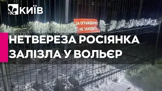 У Росії нетвереза жінка залізла у вольєр до лева в зоопарку