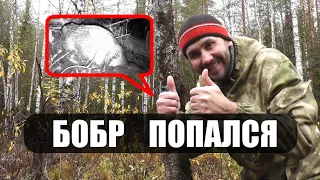 БОБР РЕМОНТИРУЕТ ХАТКУ. Съездил на мопеде в лес, установил фотоловушку Boly Guard BG310.