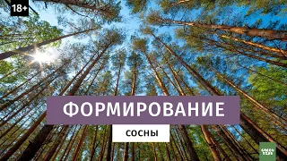 ФОРМИРОВАНИЕ СОСНЫ.