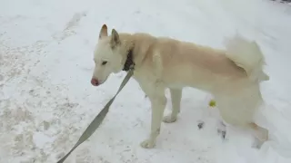 С ТУНГУСОМ ПОДХОДИМ К КЛИНИКЕ!!!