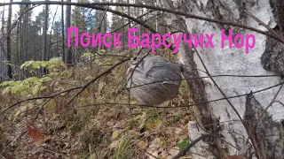 Поиск Барсучих Нор,,