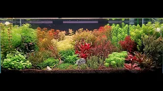 gardenstyle aquascape 120x50x45cm "fake dutch"