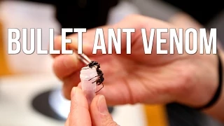 Bullet Ant Venom