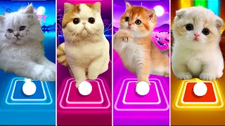 CUTE CATS IMAGINE DRAGONS BONES VS LISA MONEY VS DANCE MONKEY VS SHAKIRA WAKA WAKA & TILES HOP EDM