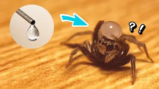 When I put a drop of water on the head of a jumping spider, the reaction was too cute