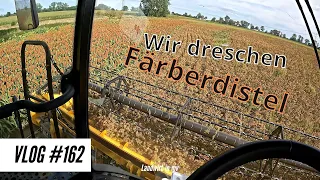 Vlog #162 Färberdistel Dreschen, hat es sich gelohnt? New Holland CR 8.80