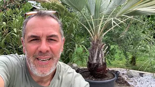 palmier brahea armata , palmier bleu du mexique