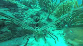 Angry Caribbean lobster in Belize