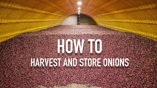 Amazing How We Harvest And Store Onions In The Farm - ShayFarmKid Series, Episode 4 Owyhee Produce