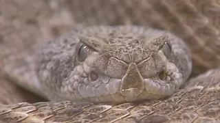 Rattlesnake bites Bastrop man doing yardwork | FOX 7 Austin
