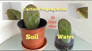 Prickly Pear Cactus Propagation In Soil & Water