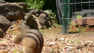 TV for Cats: Chipmunks, birds, and squirrels eating in the garden @birdbathcam #cattv