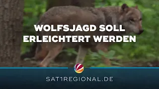 Jagd auf Wölfe in Niedersachsen soll erleichtert werden