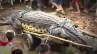 Man-Eating Super Croc