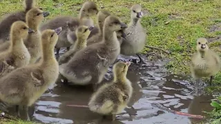 Baby Geese Having Fun (4k) HDR Essex 🇬🇧 Uk