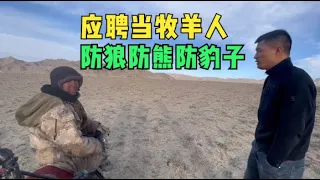 房产销售跑到无人区应聘当牧羊人，一个月工资3500块，放上千只羊【楼兰阿宁】